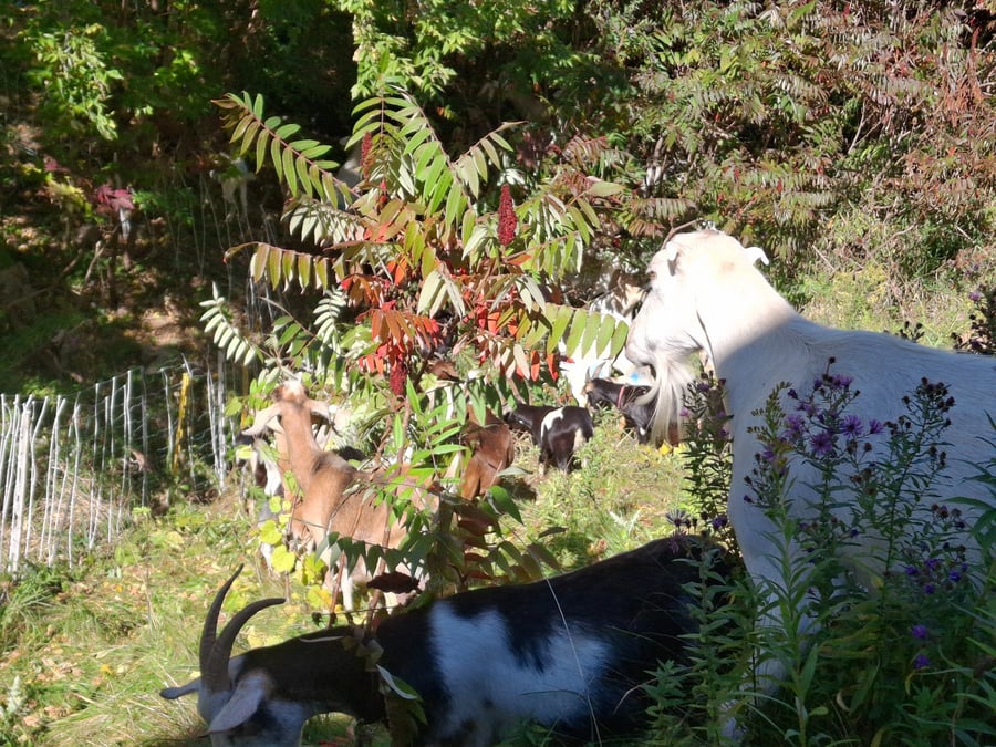 Goats browsing around sumac