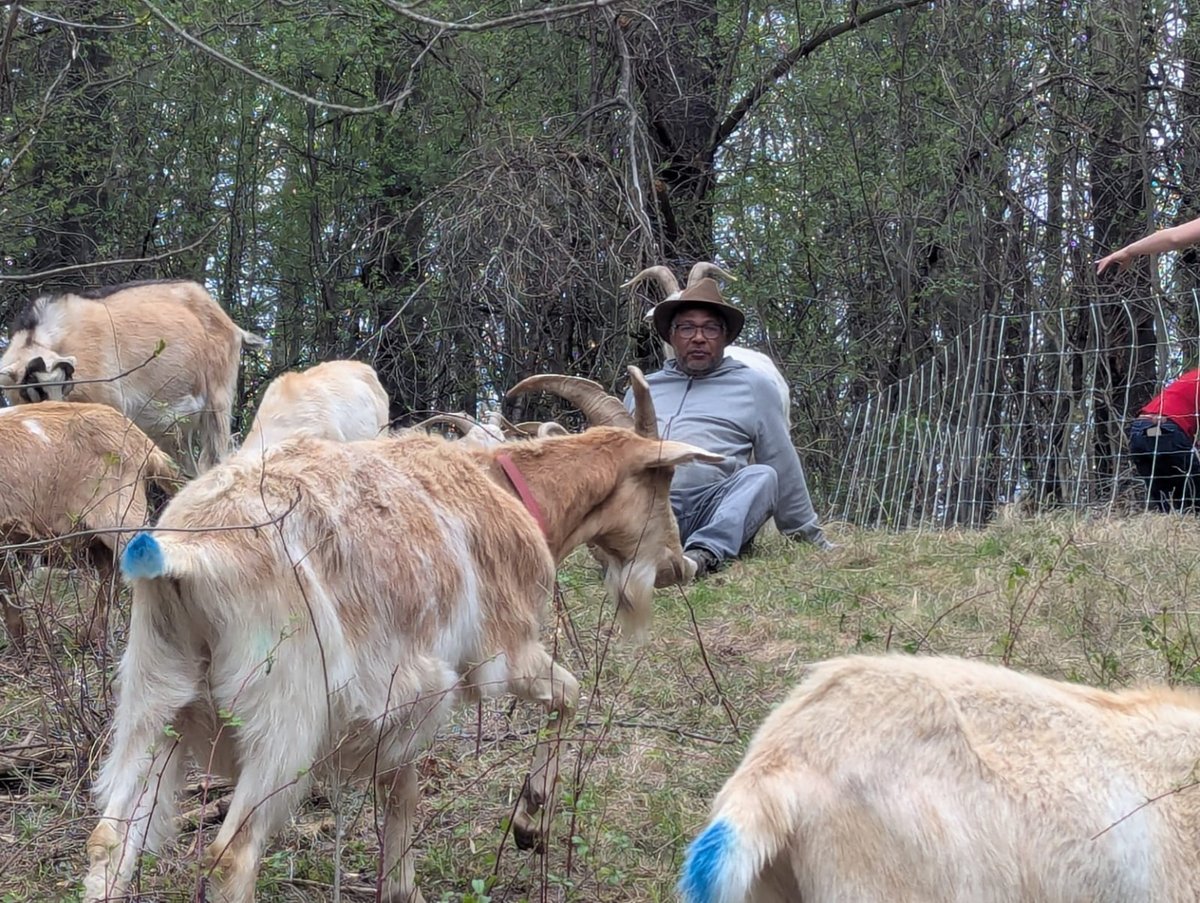 The Eco-Shepherd supervises the herd as goats browse around him.