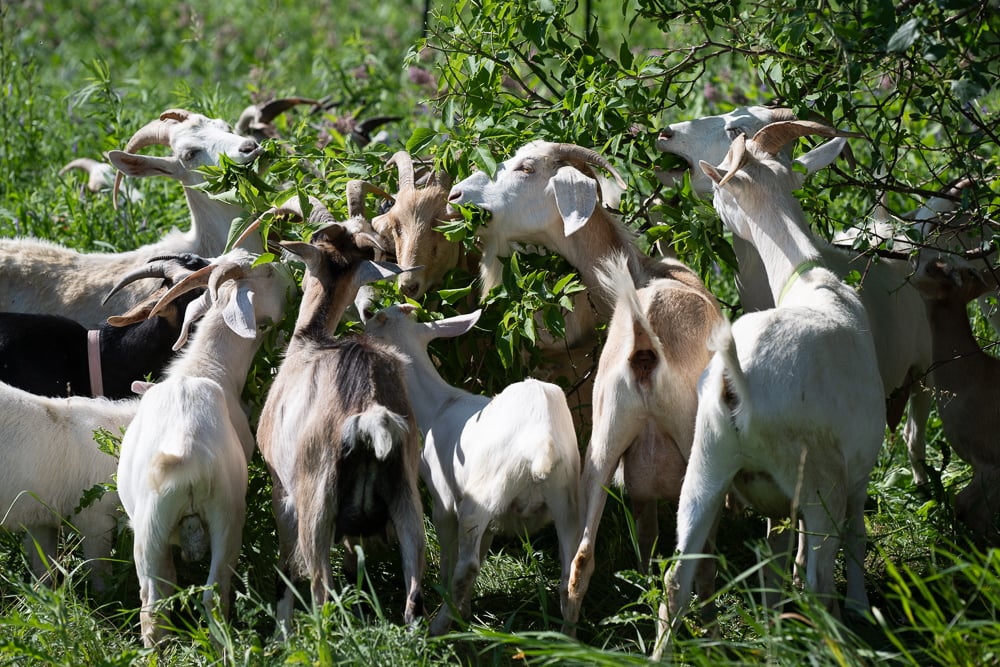 The Eco-Herd browsing woody growth along the meadow edge.