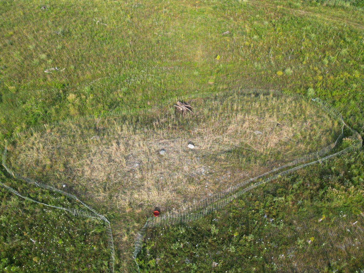 Phragmites Management — after
