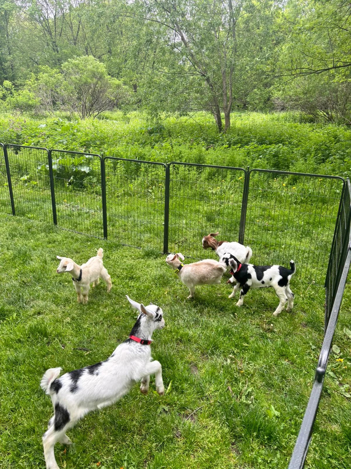 Baby goats in their separate interactive enclosure.