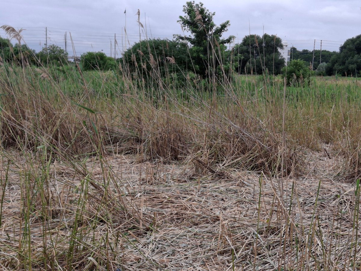 Monitoring regrowth within the managed area.