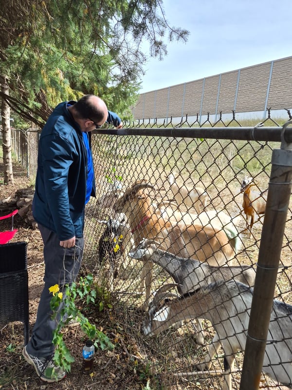 Ken's son feeding the goats through the fence