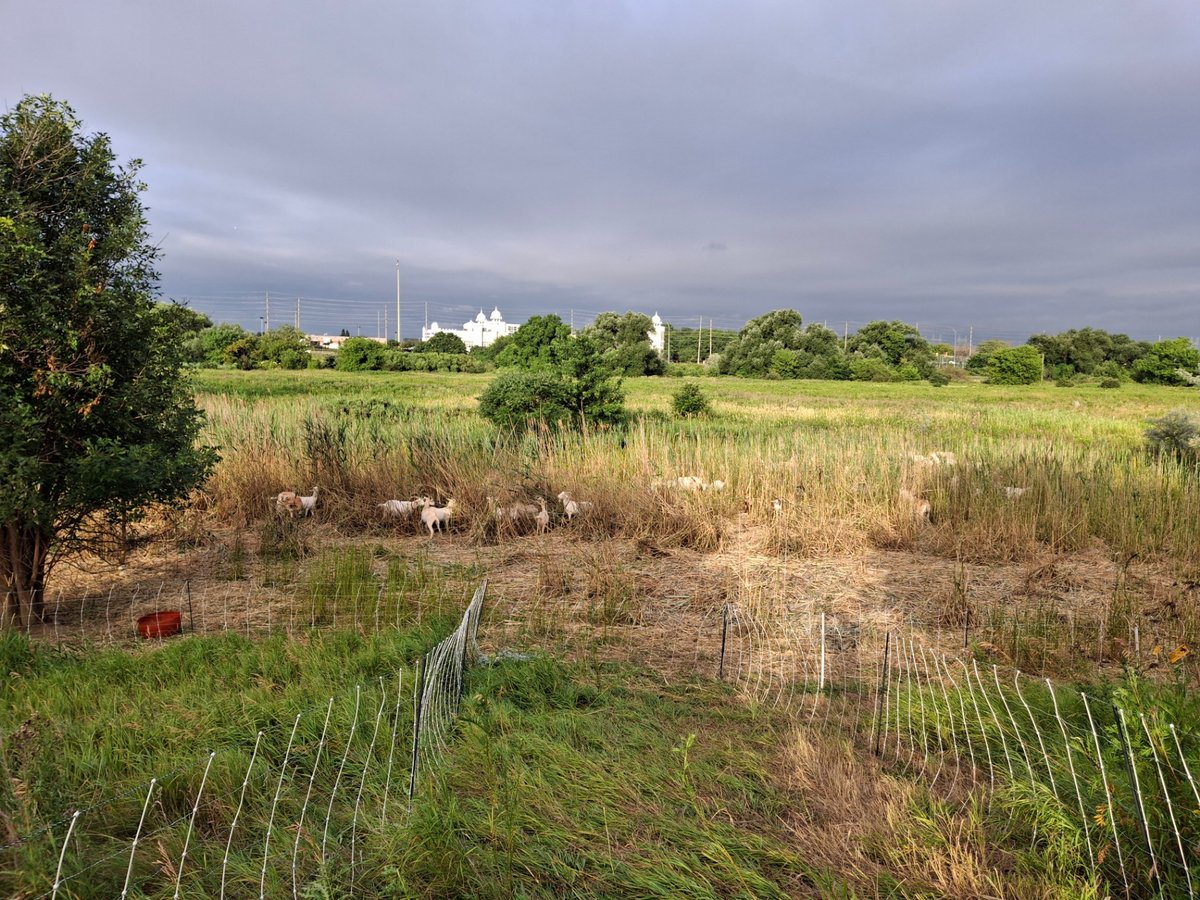 Site overview of the phragmites stand.