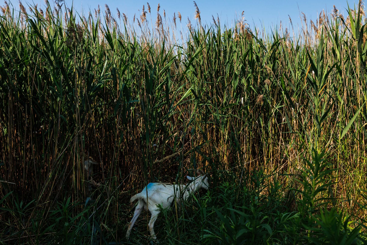 Targeted grazing inside dense reeds.