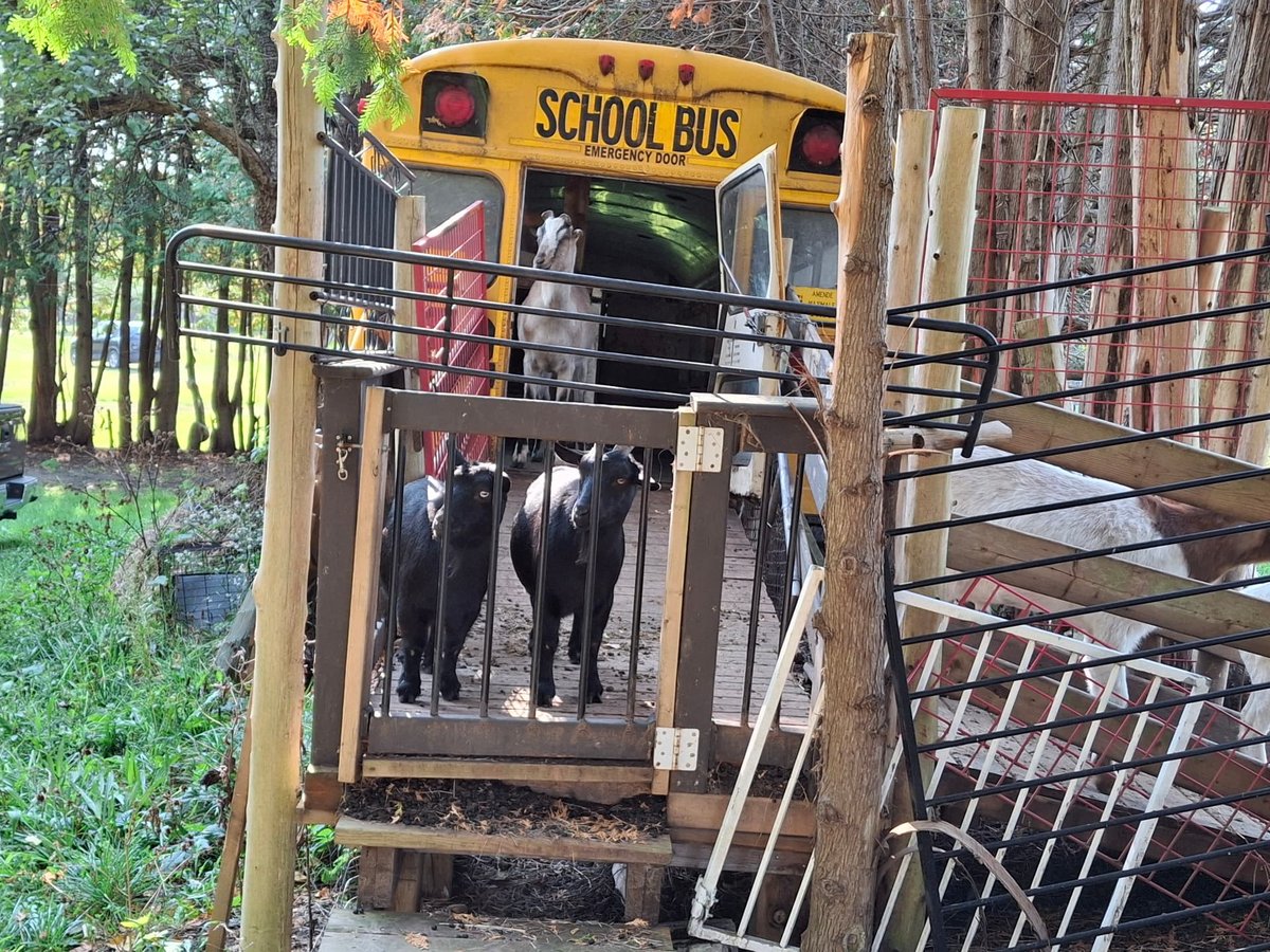 Goats at the converted school bus on the day they came into Goat Haven's care