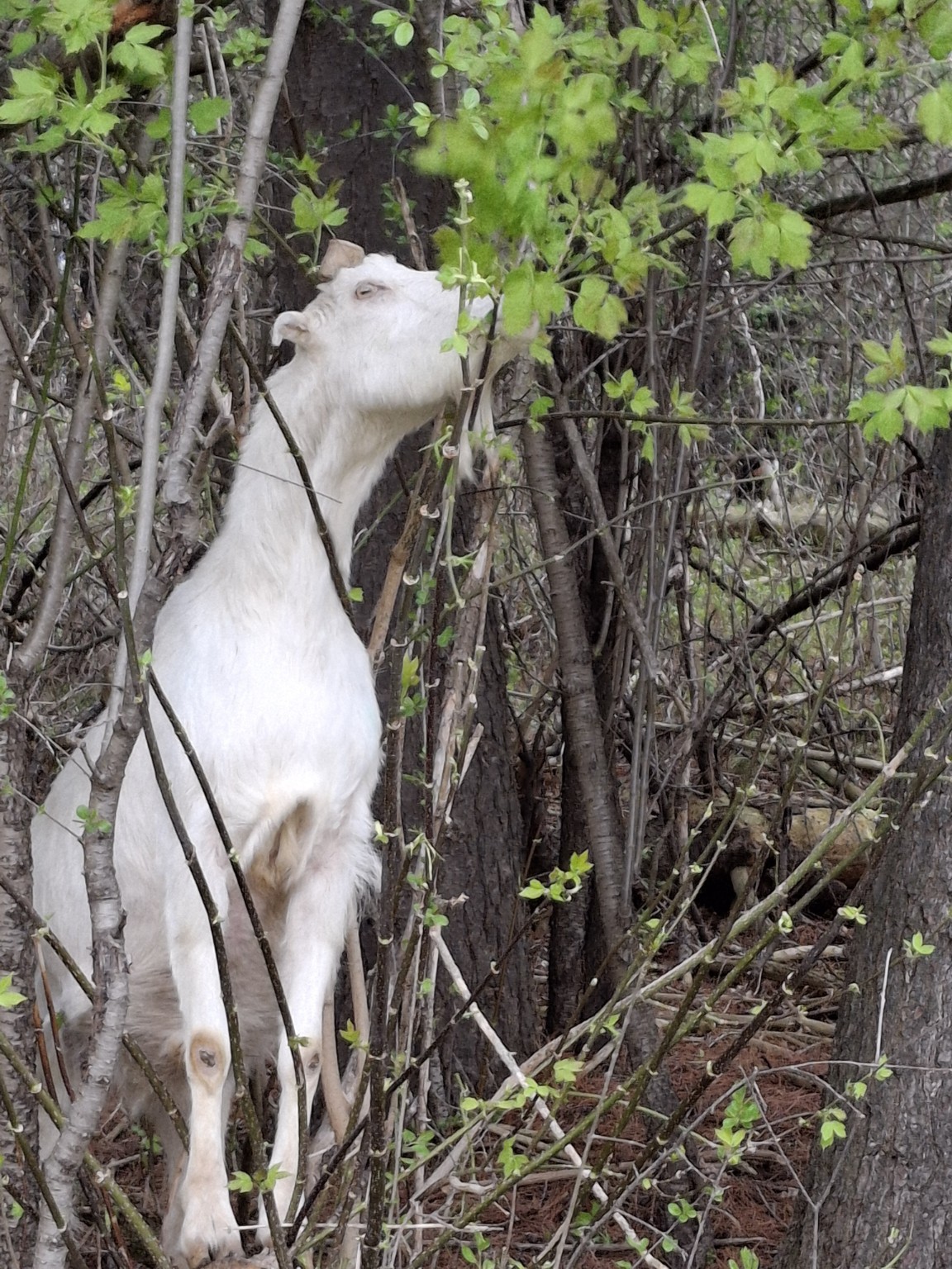 A white goat stands on its hind legs to reach leafy branches in the woodland.