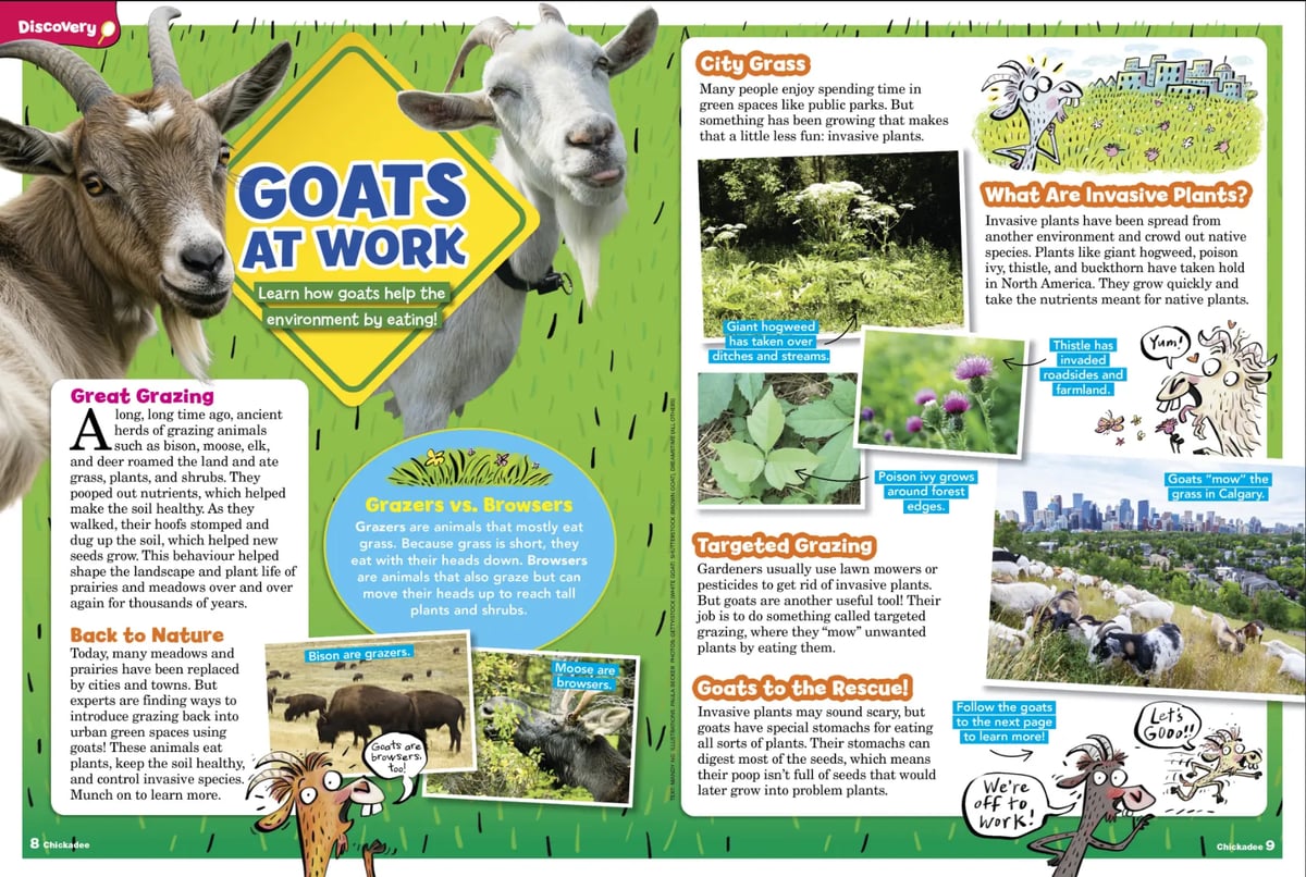 Chickadee Magazine — Goats at Work — May/June 2026