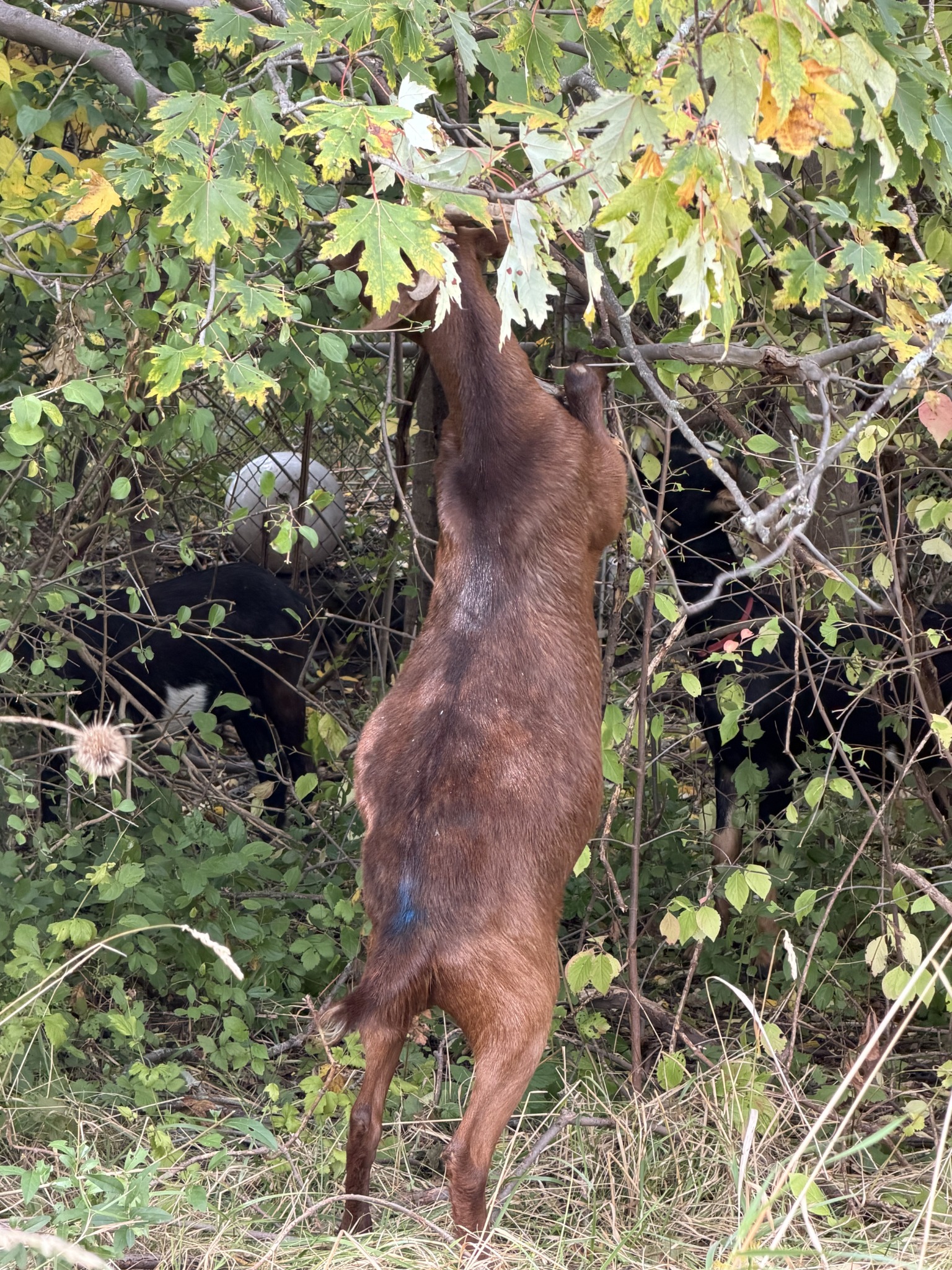 Goats grazing through dense woody growth