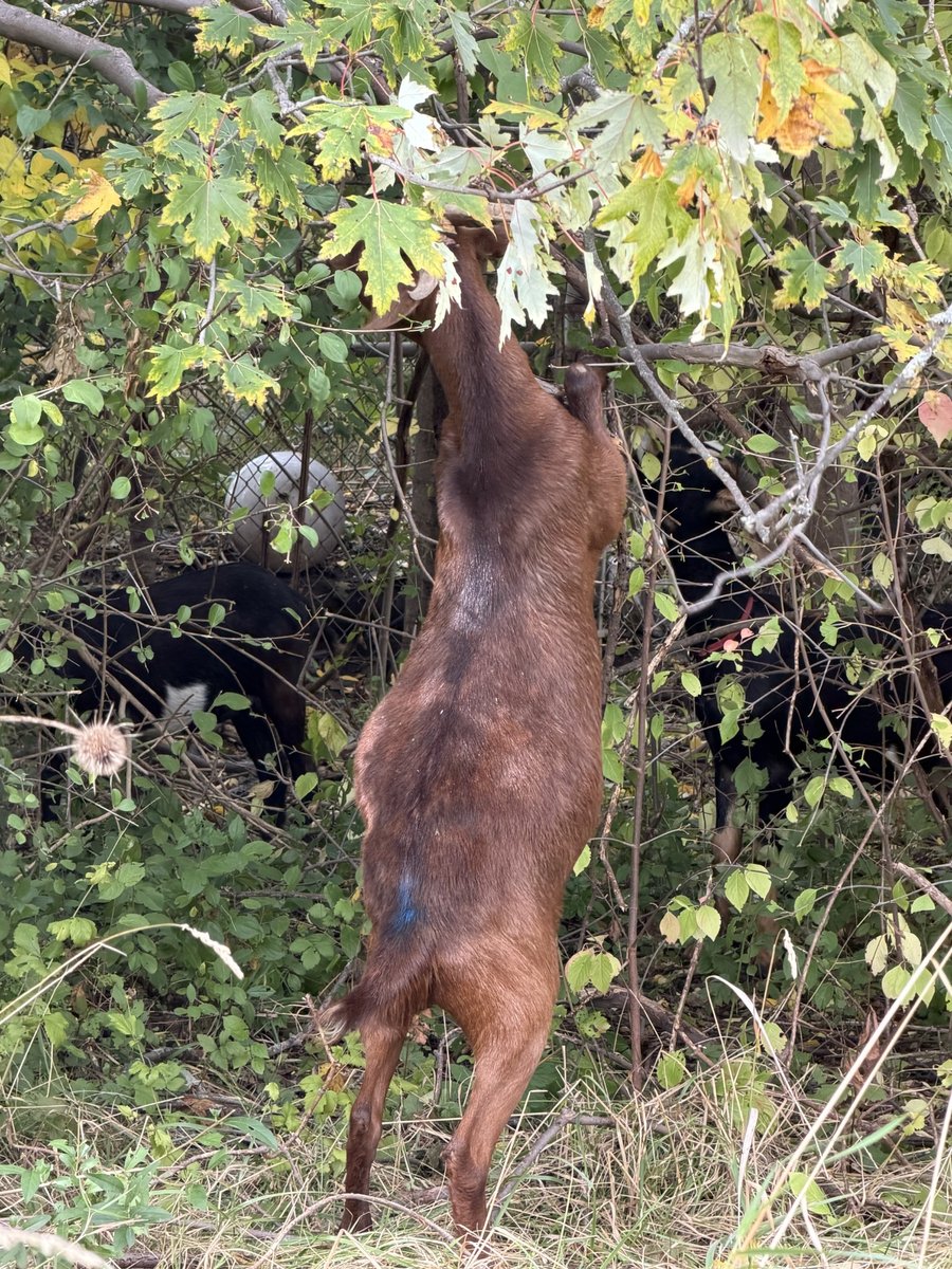 Goats grazing in dense brush