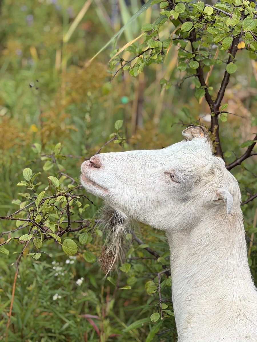 Goat browsing leaves and woody growth