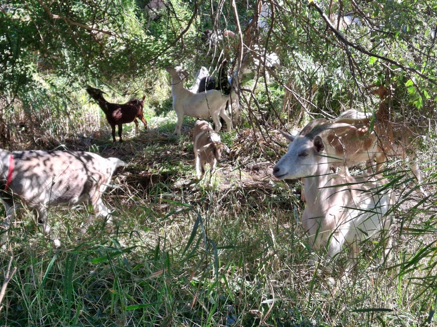 Herd beneath dense overhead vegetation