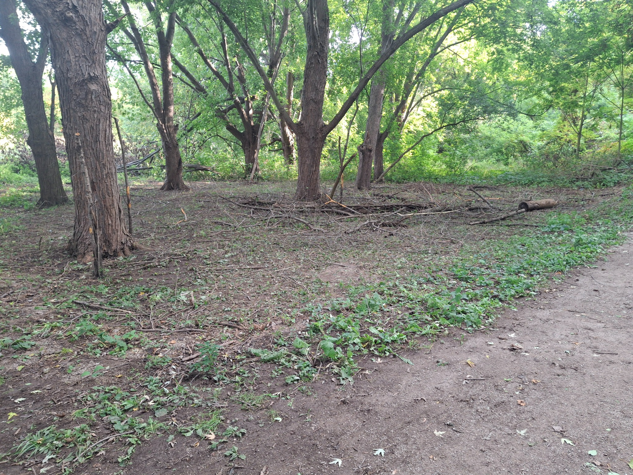 Woodland conditions at Erindale Park following prescribed grazing by the Goats in the City Eco-Herd.