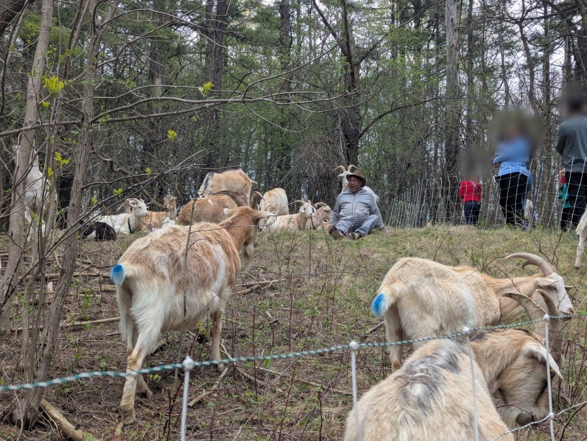 The Eco-Shepherd monitors the herd during prescribed grazing at Doon Heritage Village.