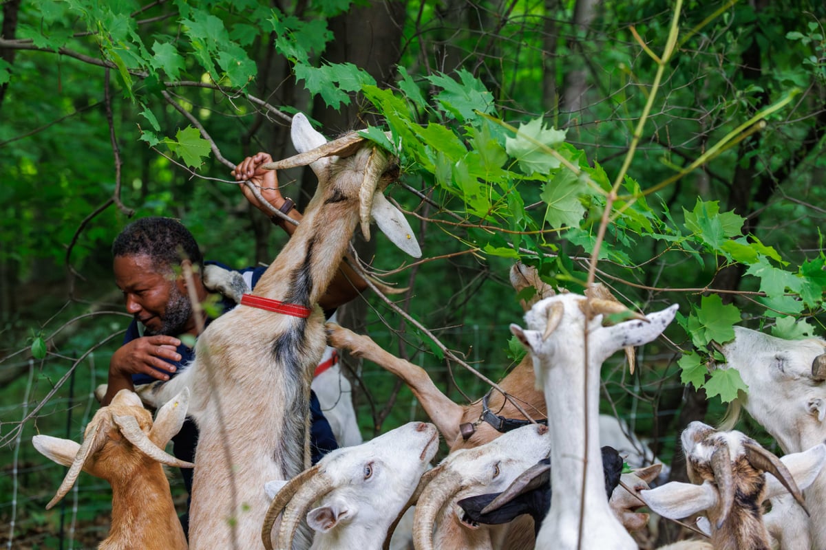 The Eco-Shepherd bending stems so the herd can browse buckthorn foliage.
