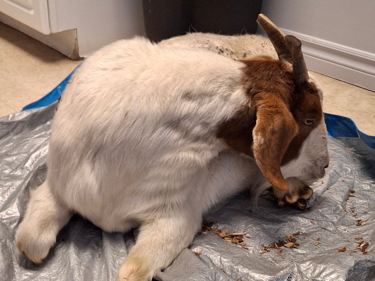 A goat resting during a veterinary assessment