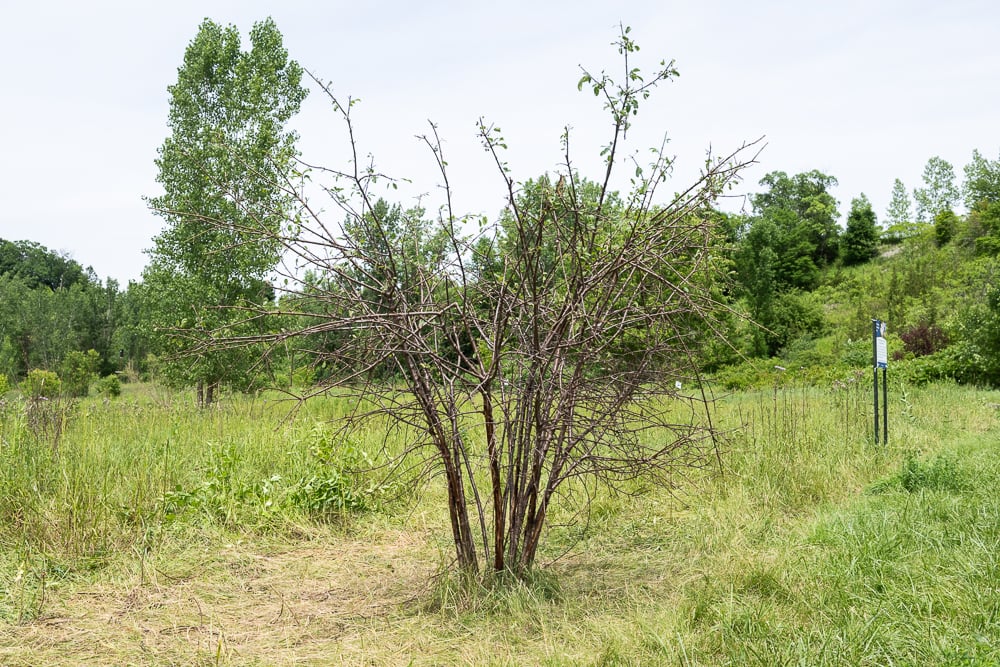 Urban Meadow Restoration — after
